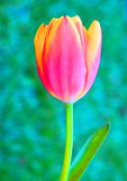 Solitaire Tulip�